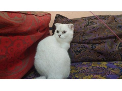 Safkan sağlıklı yavrular scottish fold