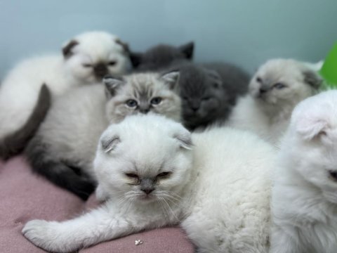 Ankarada ziyarete açık british shorthair yavrularımız
