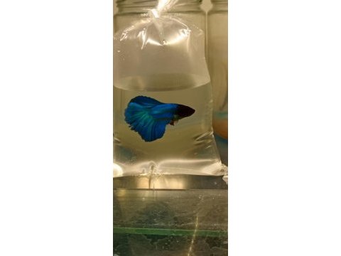 Betta balığı