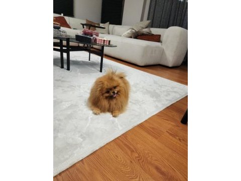 Dişi türkiyedeki en iyisi pomeranian