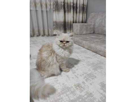 1 yaşında chinchilla kedime dişi arıyorum çiftleştirmek için