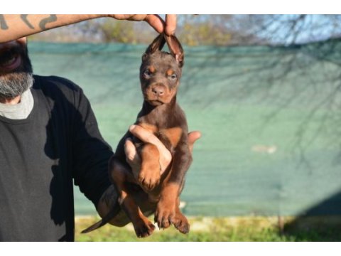 Şampiyon anne babadan doberman bebekler