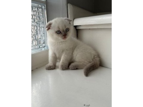 Yeni doğmuş minik british shorthair yavrular