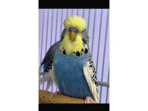 Ele alıştırmalık jumbo muhabbet yavruları