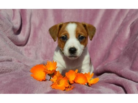 Maske film esintisi jack russell