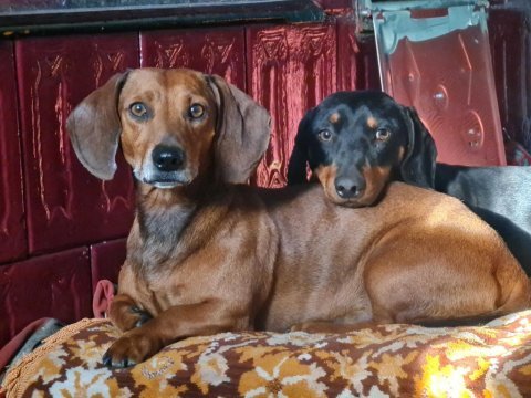 Sevimli sosis dachshund bebekler