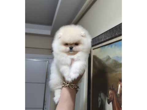 Pomeranian boo üst kalite kısa burun dişi