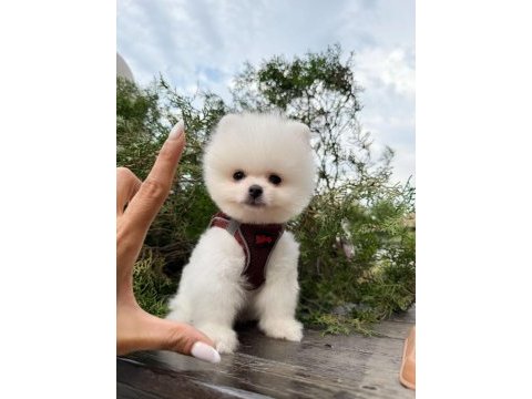 Güler yüzlü aranılan pomeranıan yavrum