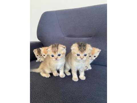 Scottish fold