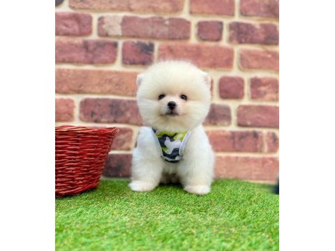 Pomeranian boo erkek köpeğimiz