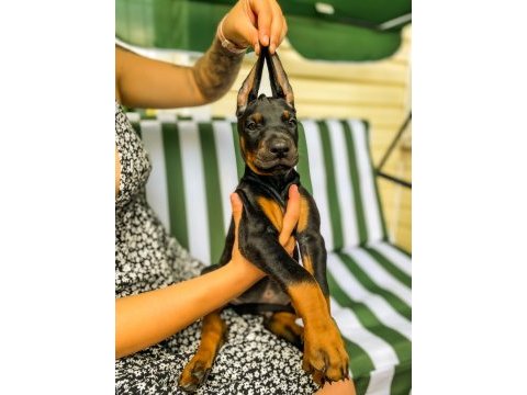 A kalite 45 günlük 5 kg doberman yavrular gönderim var