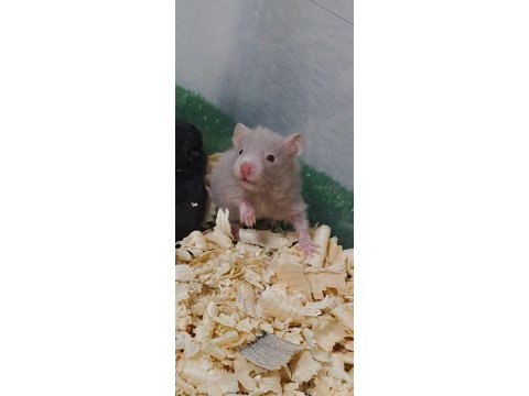 Suriye hamster yavrular