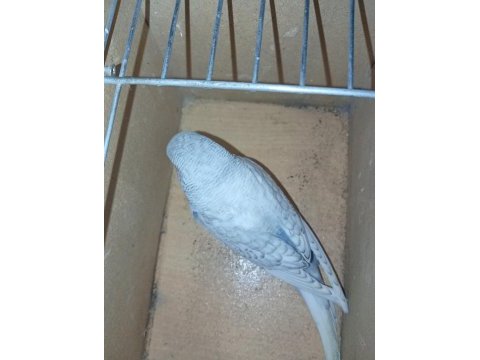 Karma sağlam muhabbet kuşlarım
