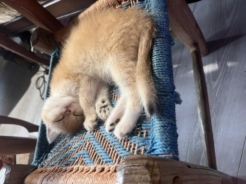 Saf kan golden british shorthair yavrular (wcf kayıtlı)