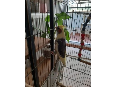 Diş sultan papağanı var