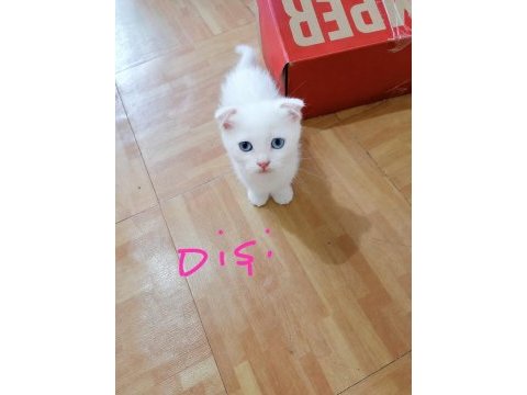 3 aylık scottish fold yavrumuzu sahiplendiriyoruz