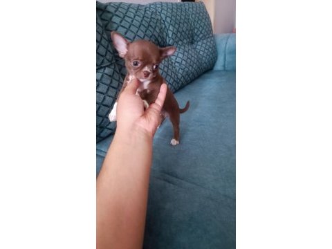 Orjinal dişi elma kafa chihuahua