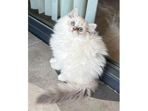 Mavi gözlerin en zarif hali british longhair