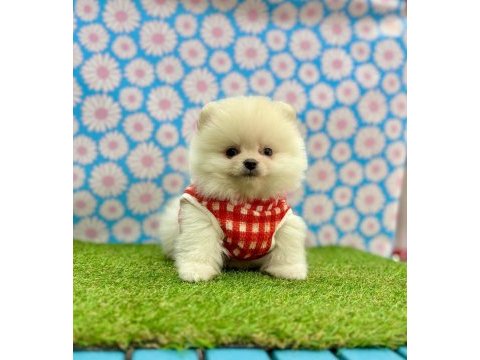 Safkan pomeranian boo bebekler