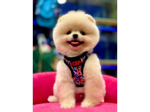 Show kalite pomeranian boo bebekler