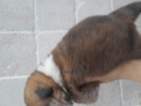 Akita dişi hachiko