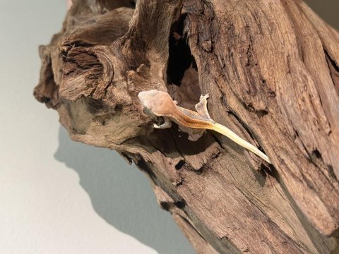Super crested gecko yavrular
