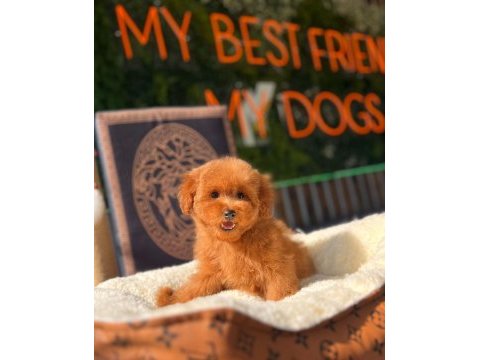 Mini toy poodle yavrular