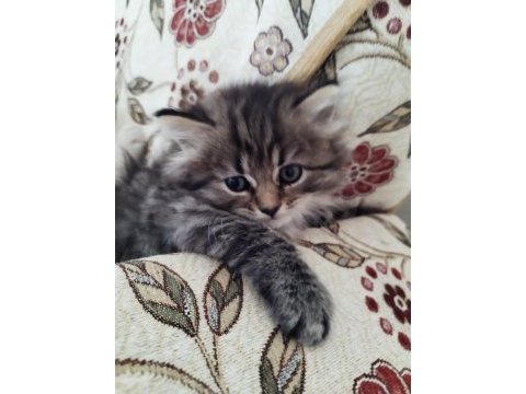 Mavi gözler british shorthair