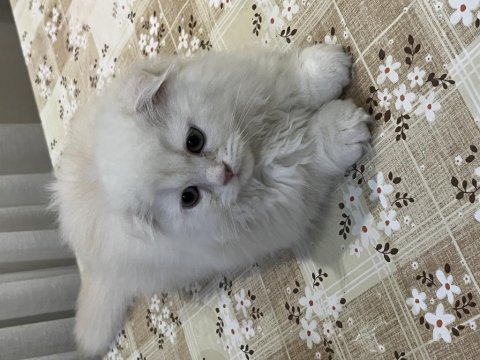 Evdeki kedimle anlaşamadıkları için acil
