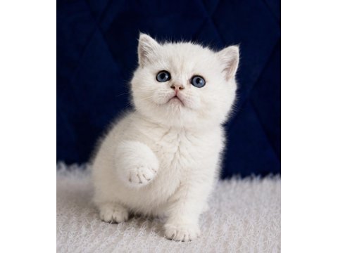 British shorthair silver ns12