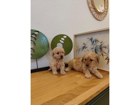 Mini maltipoo yavrular