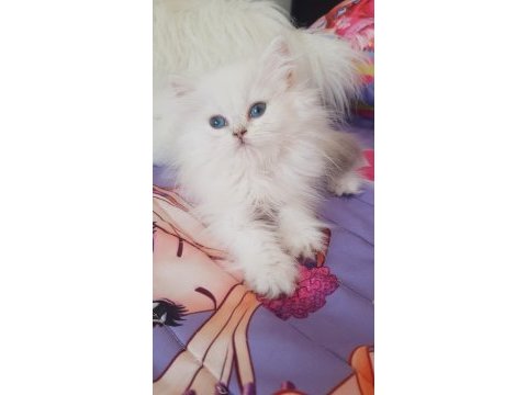 British longhair silver