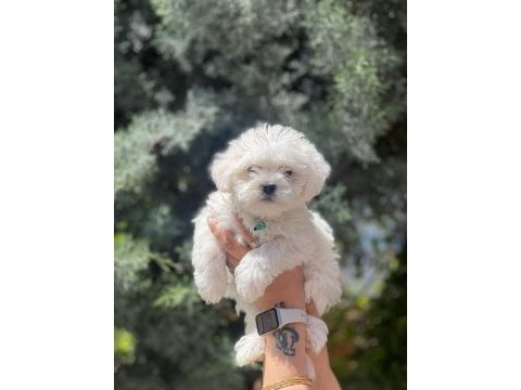 Irk garantili erkek güzeli köpeğimiz