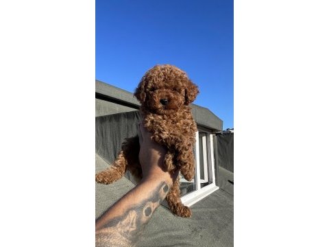 Kg garantili orjinal poodle yavrular