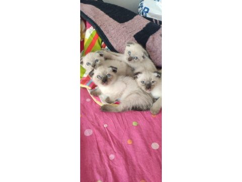 Scottish fold yavrular yuvalarını bekliyor