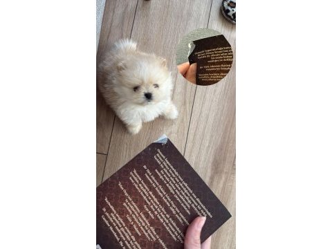 Ayı surat garantili scrli pomeranian yavrularım