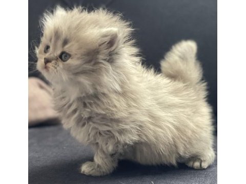 Erkek longhair yavru british