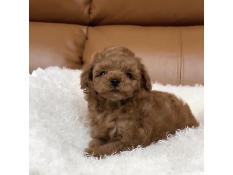 Özenle büyütülmüş toy poodle yavruları