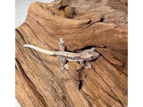 Yavru crested geckolar