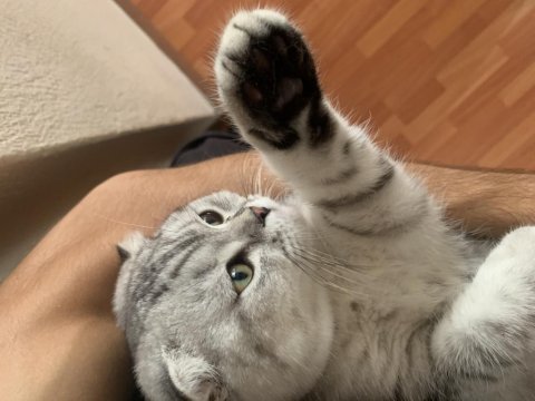 Yavru scottish fold