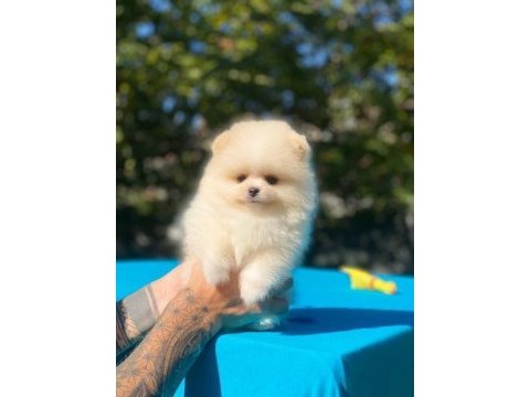 Pomeranian boo yavrular
