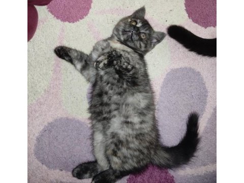 8 şubat doğumlu dişi chinchilla yavrumuz