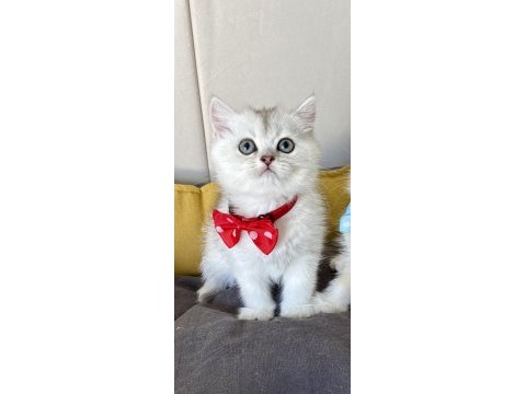 Kaliteli silver golden bebek kediler