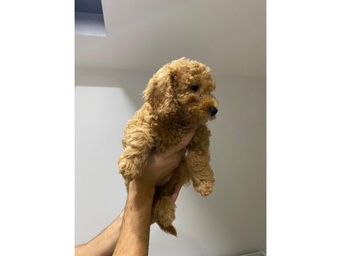 Yavru toy poodle sahiplendirme
