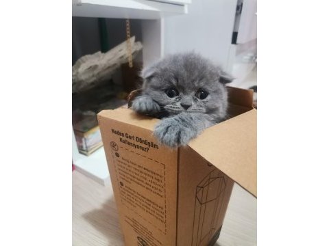 Scottish fold bebeklerimize yavru