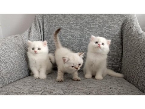 Kendi kedimizin yavruları sahiplendirilecektir
