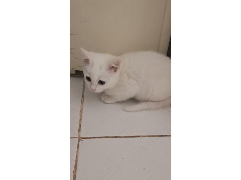 2 aylık ankara kedisi