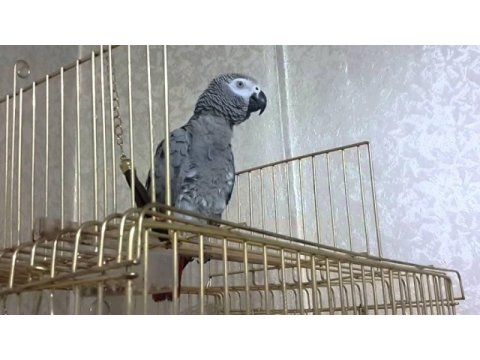 Mükemmel kalite jako papağanı için iletişime geçiniz