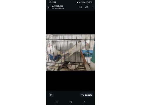 Sultan papağanı albino lutino wi-fi