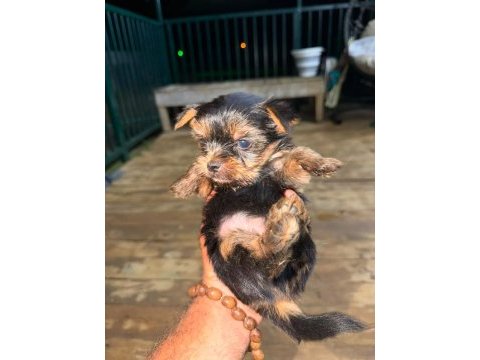 Teacup mini boy yorkshire terrierler